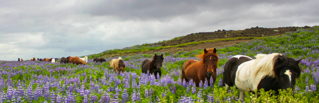 Icelandic horses in Iceland.