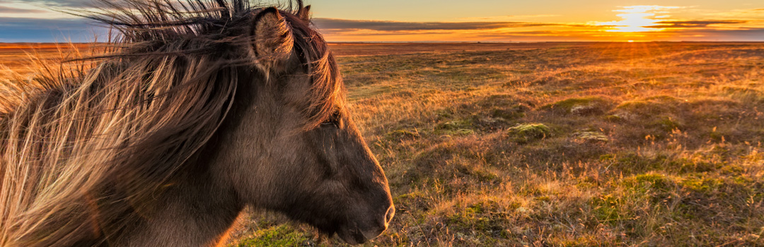 Islandshäst på Island.