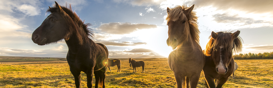 Islansdshästar, Island.