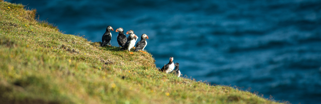 Puffins på Island.