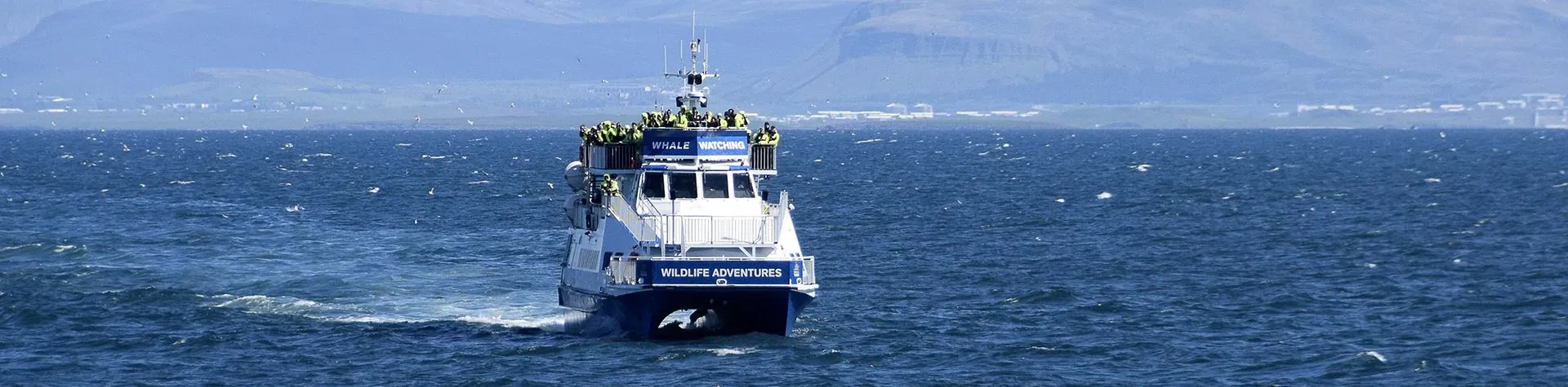 Valskådning (08:00/4 tim) (T01)