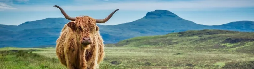 Highland cow