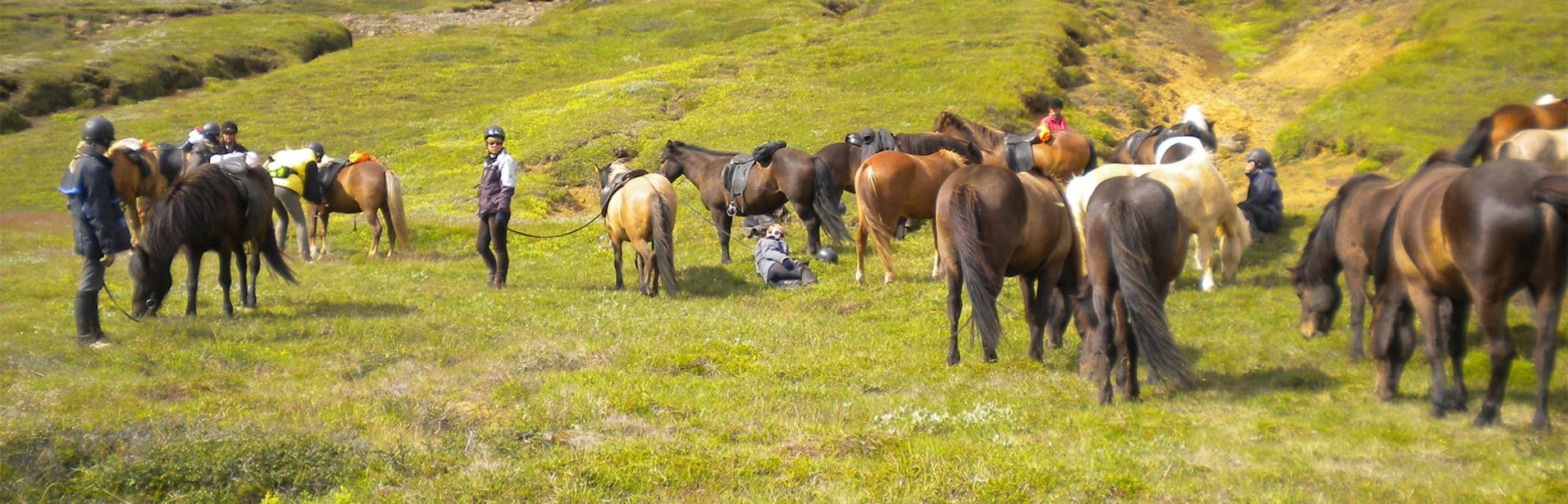 Hästar, Islandshäst, häst, Island