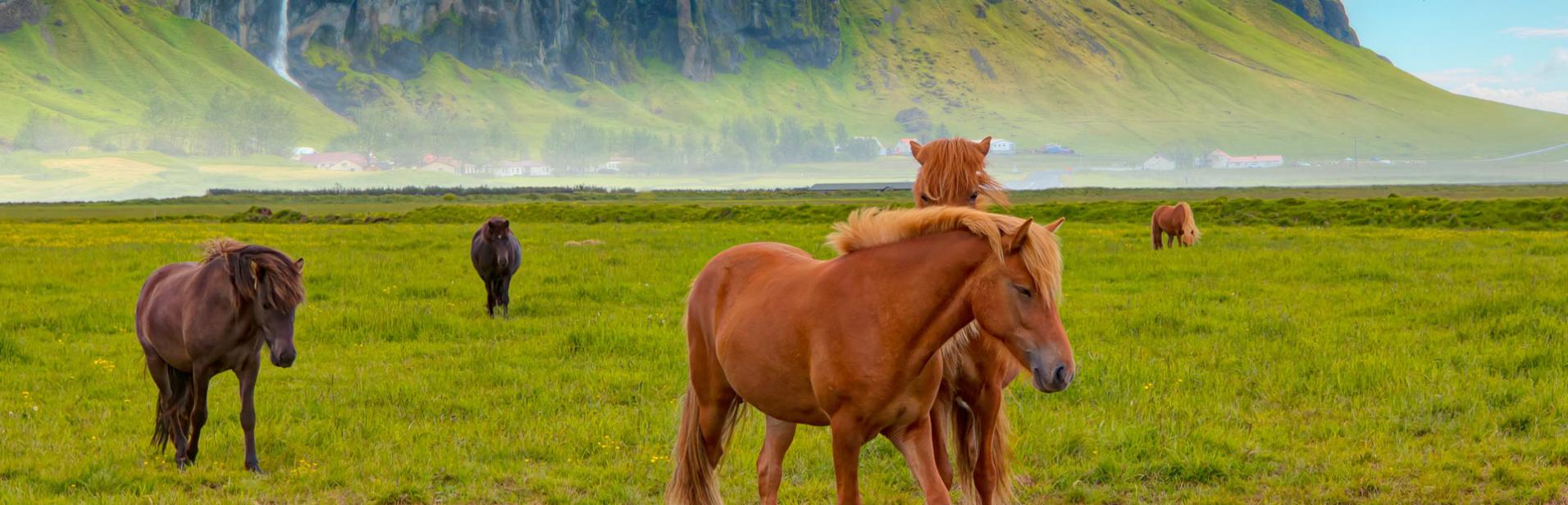 Islandshästar på Island.