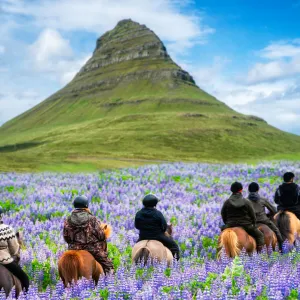 Grupptur på Islandshästar