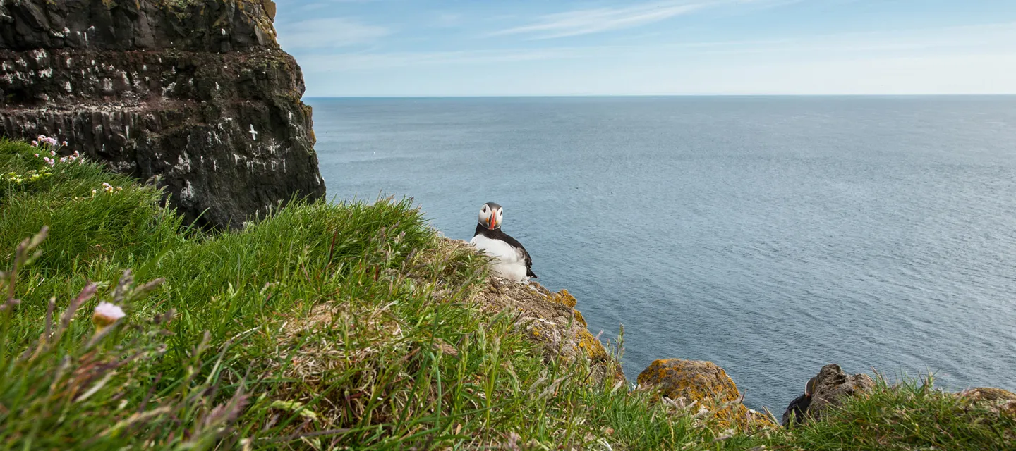 Puffin fågel, Island.