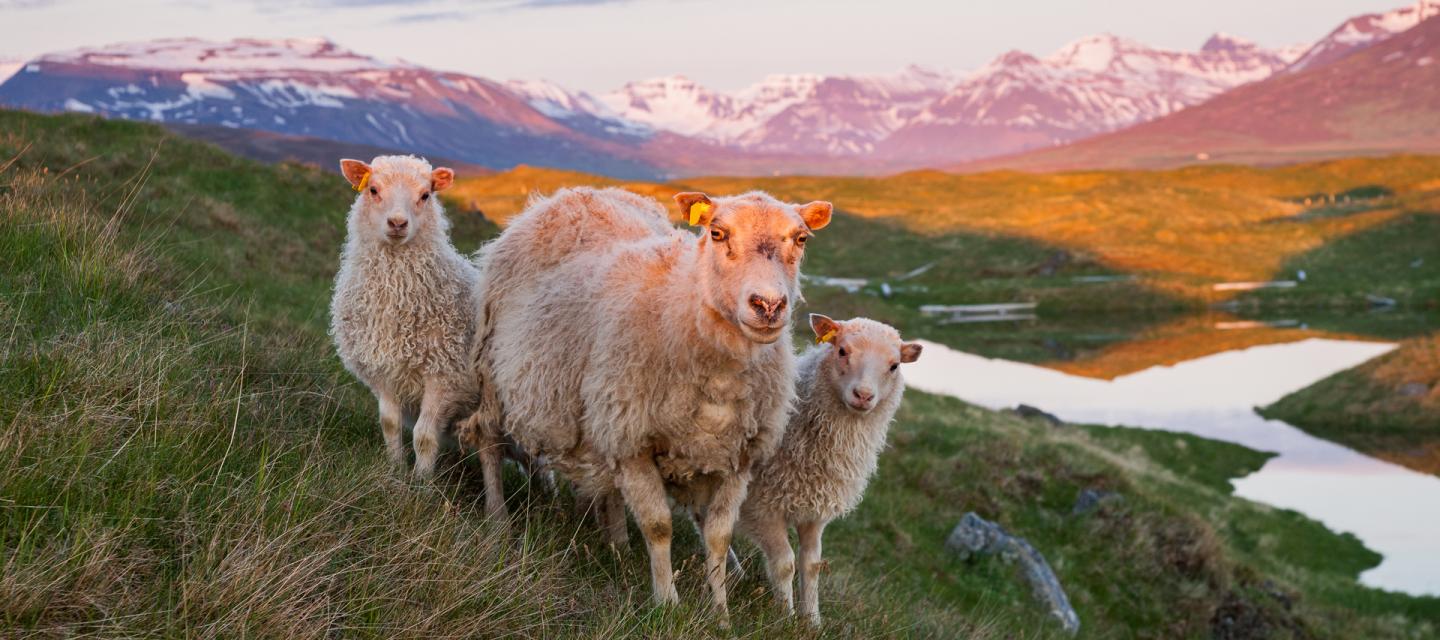 Lammsäsong på Island.